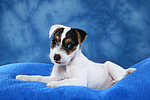 hundefotos parson_russell_terrier