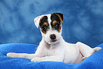 hundefotos parson_russell_terrier