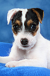 hundefotos parson_russell_terrier