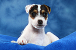 hundefotos parson_russell_terrier