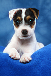 hundefotos parson_russell_terrier
