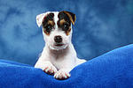 hundefotos parson_russell_terrier