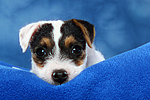 hundefotos parson_russell_terrier