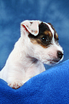 hundefotos parson_russell_terrier