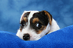 hundefotos parson_russell_terrier