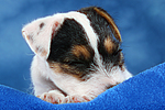 hundefotos parson_russell_terrier
