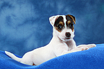 hundefotos parson_russell_terrier