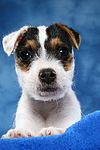 hundefotos parson_russell_terrier