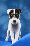 hundefotos parson_russell_terrier