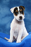 hundefotos parson_russell_terrier