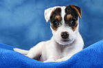 hundefotos parson_russell_terrier