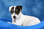 hundefotos parson_russell_terrier