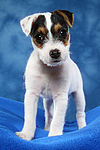 hundefotos parson_russell_terrier