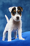 hundefotos parson_russell_terrier