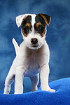 hundefotos parson_russell_terrier