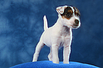 hundefotos parson_russell_terrier