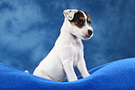 hundefotos parson_russell_terrier