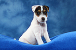 hundefotos parson_russell_terrier