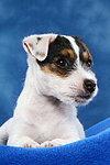 hundefotos parson_russell_terrier