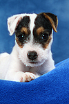 hundefotos parson_russell_terrier