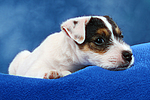 hundefotos parson_russell_terrier
