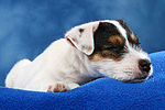 hundefotos parson_russell_terrier