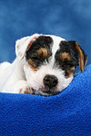 hundefotos parson_russell_terrier