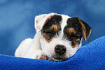 hundefotos parson_russell_terrier