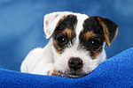 hundefotos parson_russell_terrier