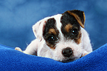 hundefotos parson_russell_terrier