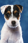 hundefotos parson_russell_terrier
