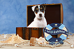 hundefotos parson_russell_terrier