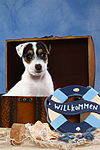 hundefotos parson_russell_terrier