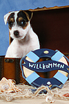 hundefotos parson_russell_terrier
