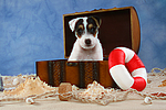 hundefotos parson_russell_terrier
