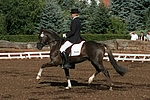 pferdefotos deutsches_reitpony