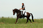 pferdefotos deutsches_reitpony