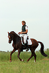 pferdefotos deutsches_reitpony