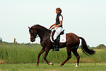 pferdefotos deutsches_reitpony