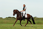 pferdefotos deutsches_reitpony