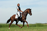 pferdefotos deutsches_reitpony