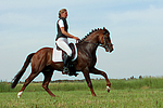 pferdefotos deutsches_reitpony