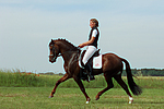 pferdefotos deutsches_reitpony