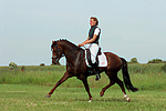 pferdefotos deutsches_reitpony