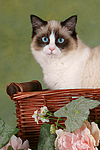 katzenfotos ragdoll