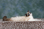 katzenfotos ragdoll