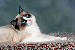 katzenfotos ragdoll