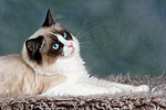 katzenfotos ragdoll