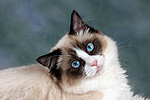 katzenfotos ragdoll