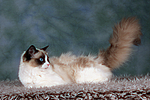 katzenfotos ragdoll